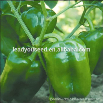 MSP23 high quality hybrid green sweet pepper seeds capsicum seeds